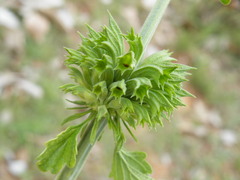 Leonotis ocymifolia