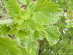 Leonotis ocymifolia
