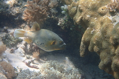 Arothron nigropunctatus