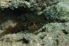 Amphiprion melanopus