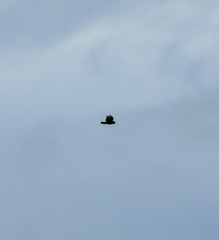 Buteo buteo rothschildi