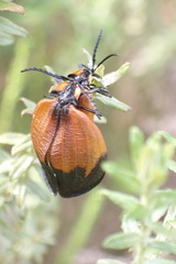 Lycus palliatus
