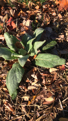 Verbascum thapsus