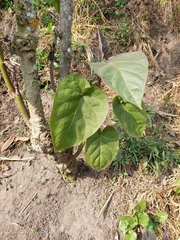 Solanum betaceum
