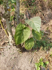 Solanum betaceum