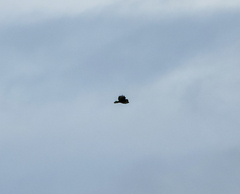 Buteo buteo rothschildi