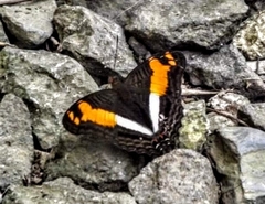 Adelpha malea