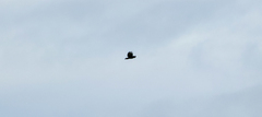 Buteo buteo rothschildi