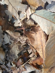 Vespa velutina nigrithorax