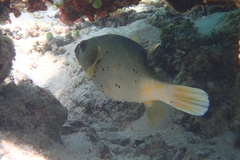 Arothron nigropunctatus