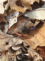 Vespa velutina nigrithorax