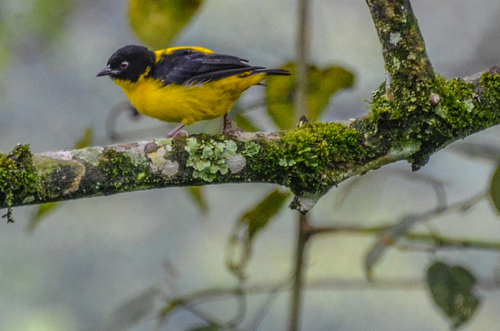 Brown-capped Weaver
