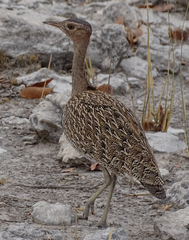 Eupodotis ruficrista