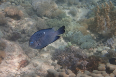 Dascyllus trimaculatus