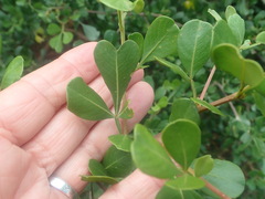 Searsia glauca
