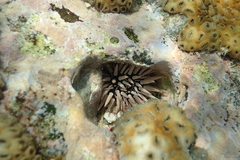 Echinometra