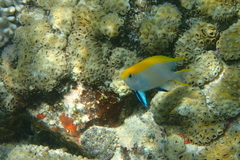 Neoglyphidodon melas