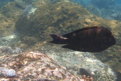 Acanthuridae