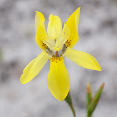 Moraea bituminosa
