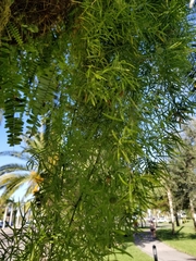 Asparagus aethiopicus