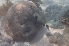 Acanthurus nigricauda