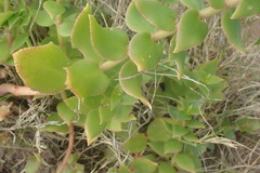 Crassula sarmentosa