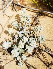 Gnaphalieae