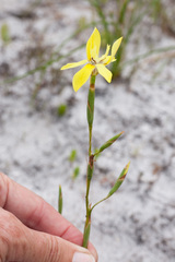 Moraea bituminosa