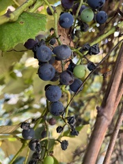 Vitis riparia