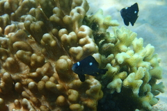 Dascyllus trimaculatus