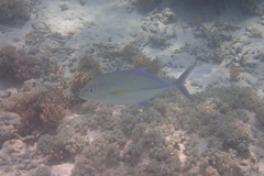 Caranx