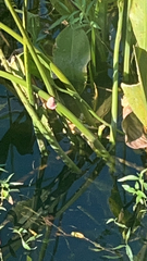 Pomacea canaliculata