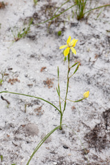 Moraea bituminosa