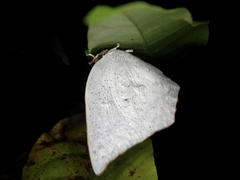 Curetis acuta paracuta