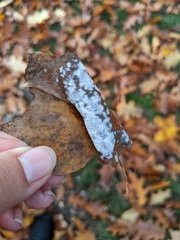 Erysiphe liriodendri