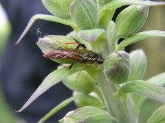 Tenthredo ferruginea
