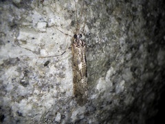 Stenopsyche marmorata