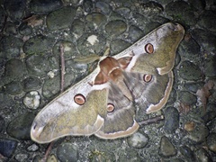 Saturnia jonasii jonasii