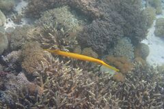 Aulostomus chinensis