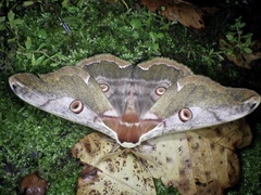 Saturnia jonasii jonasii