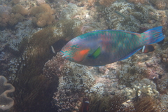Scarus rivulatus