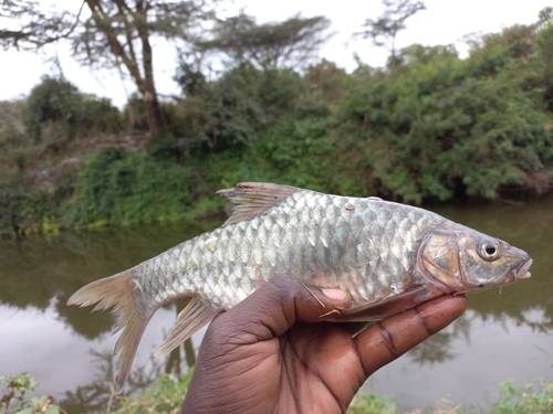 Pangani barb (Labeobarbus oxyrhynchus) — Cyprinidae — 5