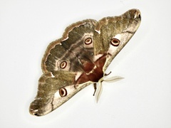 Saturnia jonasii jonasii