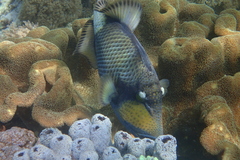 Balistoides viridescens