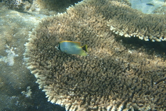 Chaetodon trifascialis