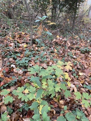 Viburnum setigerum
