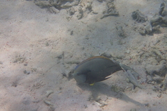 Acanthurus