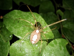Metellina ornata