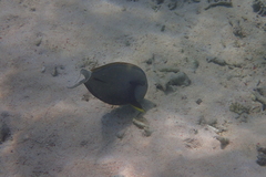 Acanthurus