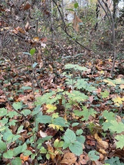 Viburnum setigerum